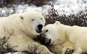 Polar Bears